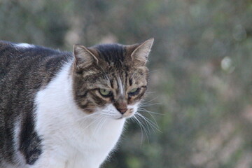 gato