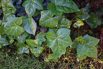 Detail of ivy in the garden.