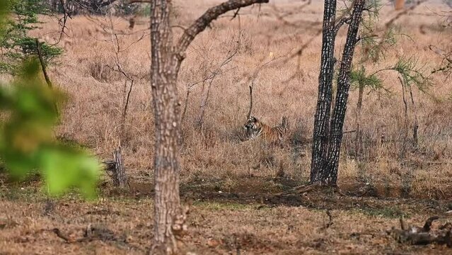Tiger quietly stalking its potential prey in the grasslands at Tadoba national park