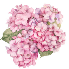 Pink Hydrangea Flower watercolor Illustration