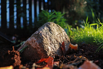 Obraz premium Large orange boulder in the garden.