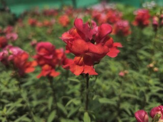 Focused shot of red flower with red and green blurry  background. scenic beauty of nature