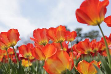 Beautiful tulip flower garden. The Expo 70 Commemorative Park, Osaka, Japan