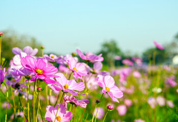 Obraz premium Close-up of beautiful cosmos flowers at cosmos field in moring sunlight. amazing of close-up of cosmos flower. nature flower background.