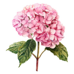 Pink Hydrangea Flower watercolor Illustration