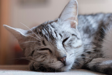Schlafende junge Egyptian Mau Katze