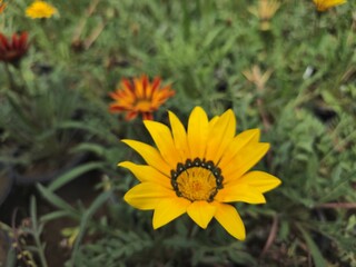 Yellow focused flower with orange flower and grass in the background