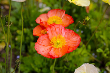 Beautiful poppy flower garden. The Expo 70 Commemorative Park, Osaka, Japan