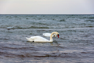 Swans swim in the sea - obrazy, fototapety, plakaty