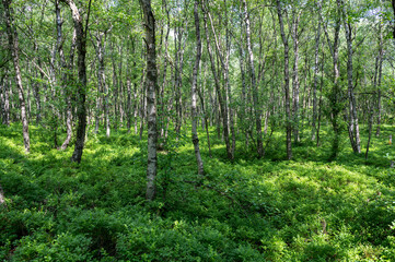Birchin a green forest  forest