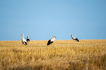 Storks  on a stubble field