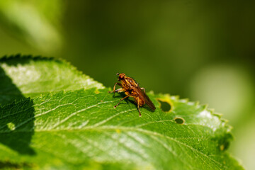 orange fly resting on a green leaf