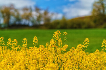 An aerial panoramic view of a large field of bright yellow blooming canola with trees in the...