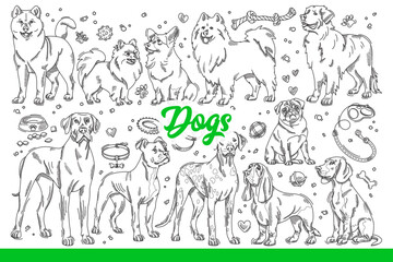Dogs of different breeds with toys or leashes and bowls for nutritions. Friendly domestic dogs from shelter for design of pet store window or packaging of food and accessories. Hand drawn doodle