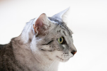 Porträt einer Egyptian Mau Katze
