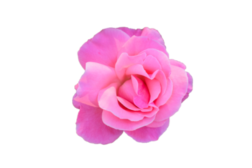 pink rose with stem and green leaves isolated on white background, set, collection, closeup