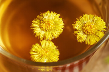 Yellow coltsfoot or Tussilago flowers in a cup of herbal tea