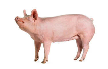 Side view of a Domestic pig looking up, isolated on white