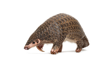 Full side view of a single ten months old Chinese pangolin, Manis pentadactyla, an endangered species, isolated on a white background