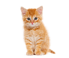 Ginger kitten three weeks old, isolated on white