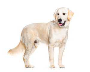 Side view of a Golden retriever panting and standing in front, isolated on white