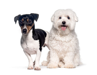 Jack russell terrier and maltese dog sitting together, Isolated on white
