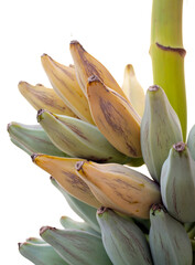 Fresh banana fruit, Silver bluggoe or Musa ABB group banana