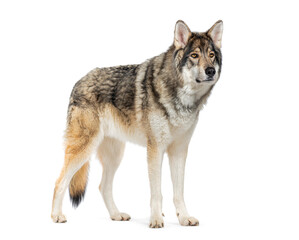 Timber Shepherd a kind of Wolfdog, looking away, Isolated on white