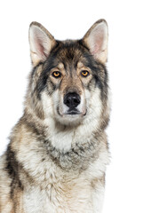 Head shot of a Timber Shepherd a kind of wolf dog very similar to a wolf, facing and looking at the camera, Isolated on white