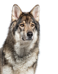 Head shot of a Timber Shepherd a kind of wolf dog very similar to a wolf, looking at the camera, Isolated on white