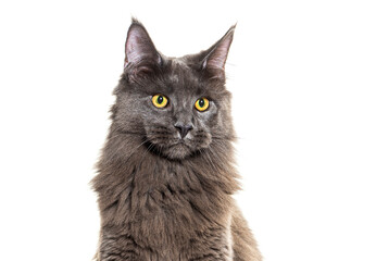 Head shot portrait of a grey Maine coon cat looking away, isolated on white