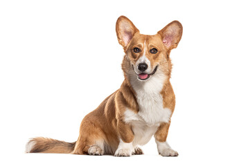 Panting Welsh corgi Cardigan looking at the camera, Isolated on white