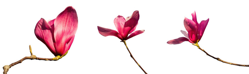 Close-Up View of a Pink Magnolia Flower in Full Bloom isolated on transparent background