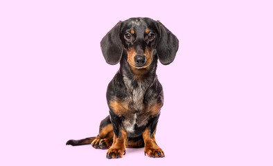 Studio portrait of a Sitting dachshund looking at the camera against a pink background