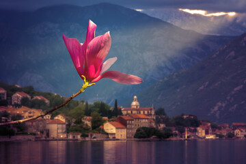 Close-up of a pink magnolia flower in full blossom against a blue mountain at sunset.