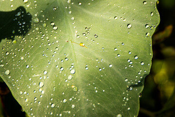 water drops in bright sunlight on a tropical green leaf
