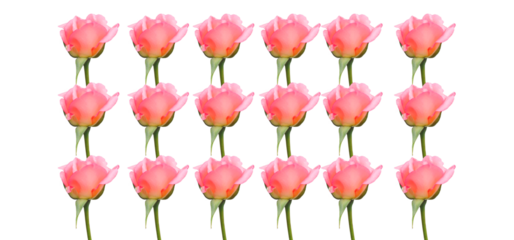 pink rose with stem and green leaves isolated on white background, set, collection, closeup