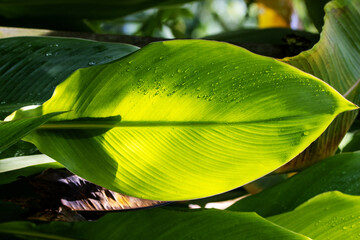 water drops in bright sunlight on a tropical green leaf