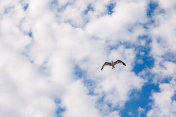 Seagull flying over heavenly blue sky background. sky and bird bottom up view landscape