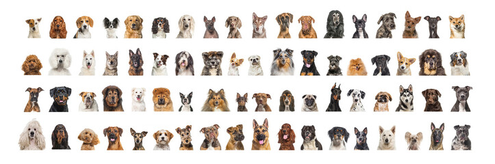 Collage of many different dog breeds heads, facing and looking at the camera against a neutral white background