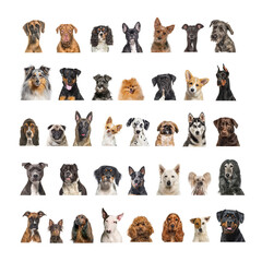 Collage of many different dog breeds heads, facing and looking at the camera against a neutral...
