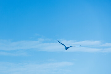 silhouette in the blue sky of seagull bird flying towards the horizon of blue sky