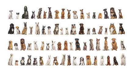 Collage of many different dog breeds sitting facing at the camera against a neutral background