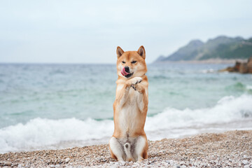 A joyful dog stands on hind legs on a pebbly beach, sea waves behind. Captured mid-play, this Shiba...