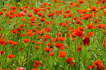 Campo de amapolas en el municipio de Gáldar en la isla de Gran Canaria, España