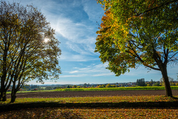 Trees and landscape in fall with blue sky