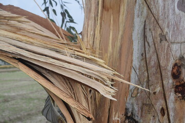 A tree branch is splintered and shredded after a severe storm hit an Atlanta park the night...