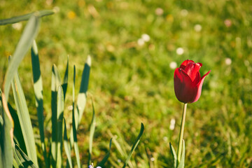 czerwony tulipan 