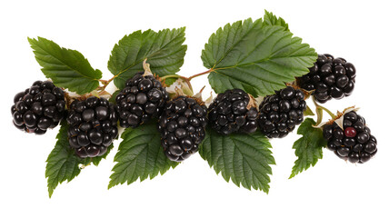 Ripe blackberries with leaves on a white background.