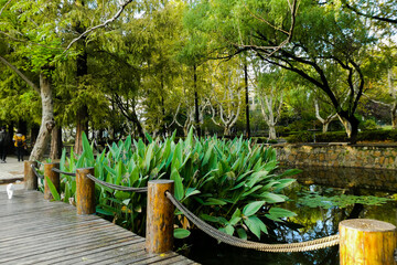 Japanese garden canal view with wooden bridge and water plants